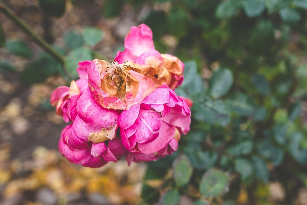 dying rose flower