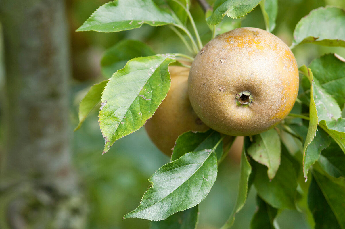 egremont russet