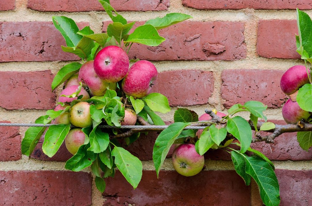 espalier trained apples