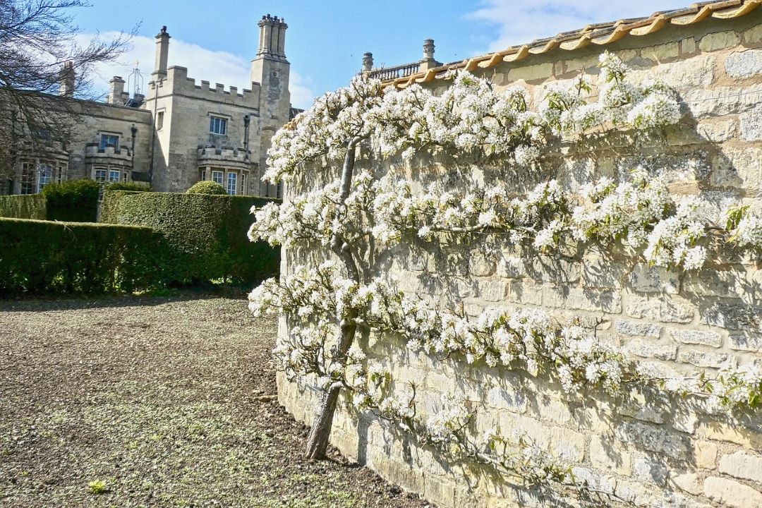 espalier tree