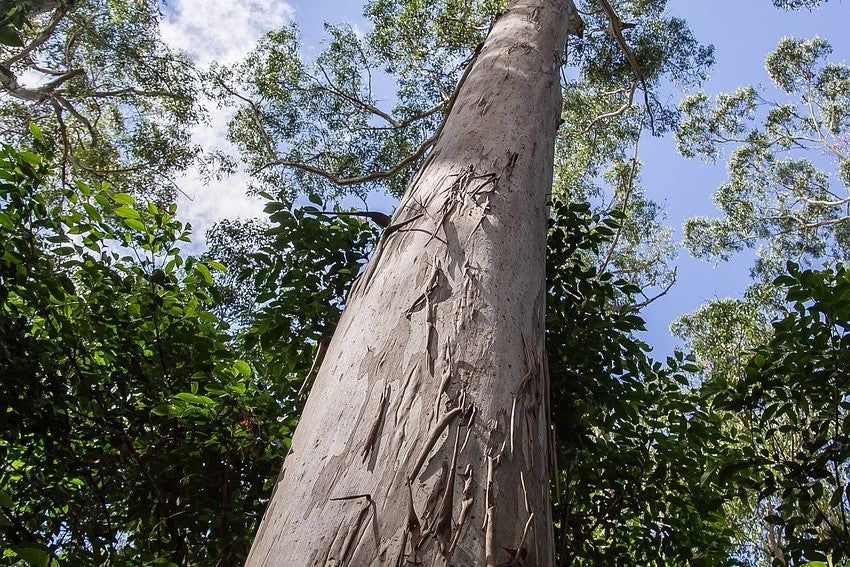 eucalyptus bark