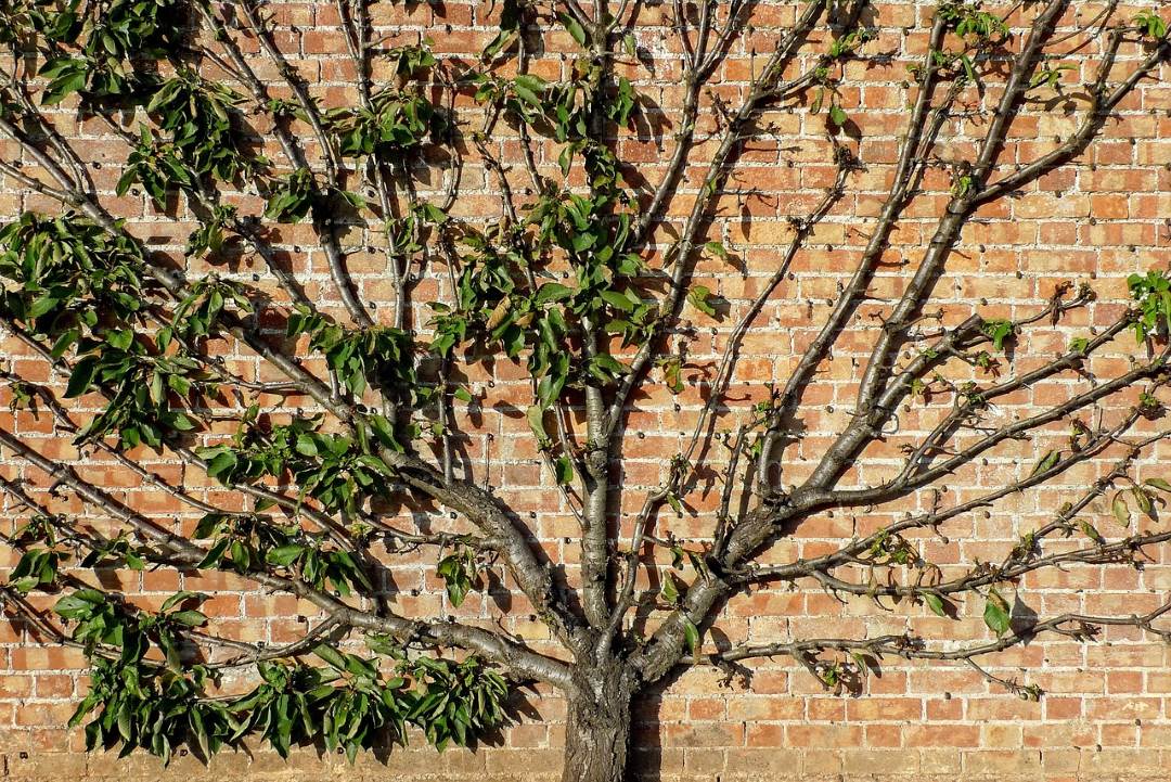 fan trained fruit tree