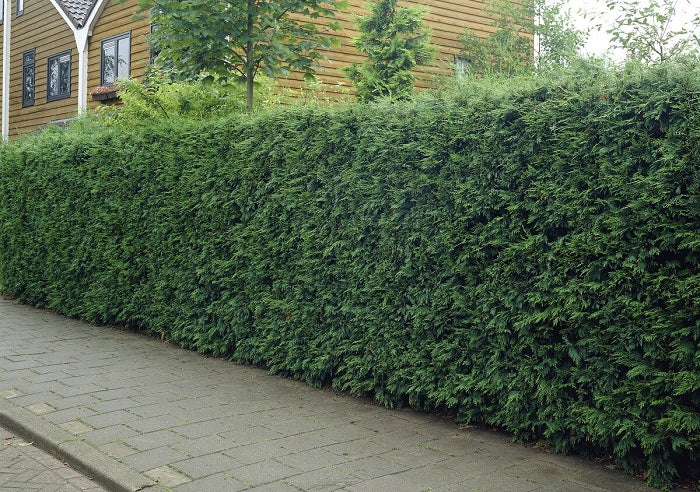 tall hedges