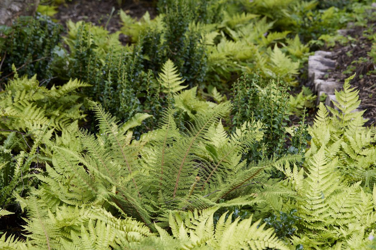 fern garden