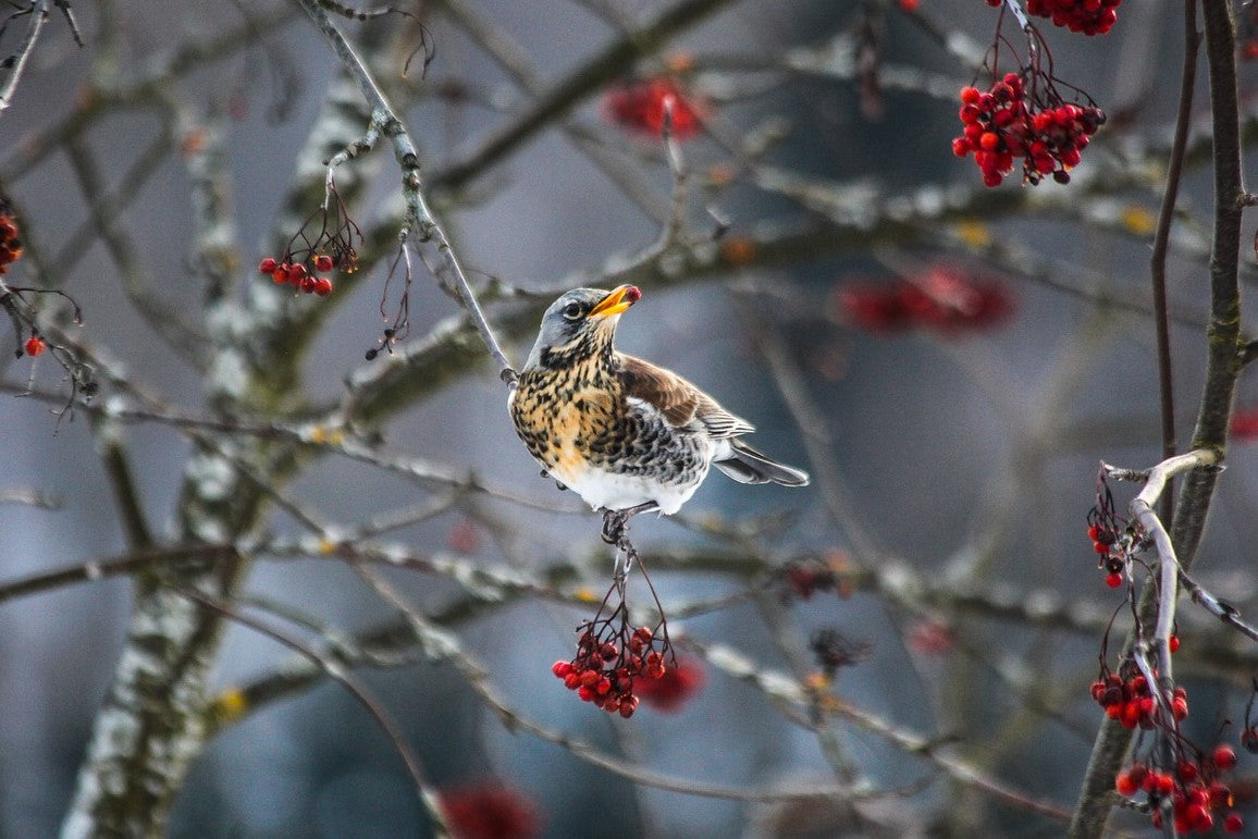 fieldfare on rowan tree