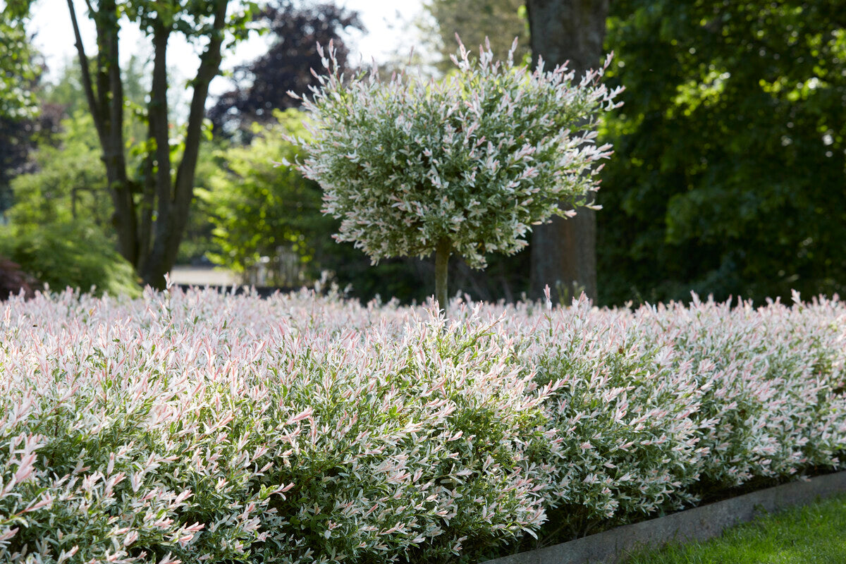 flamingo willow