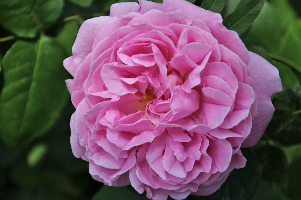 floribunda rose