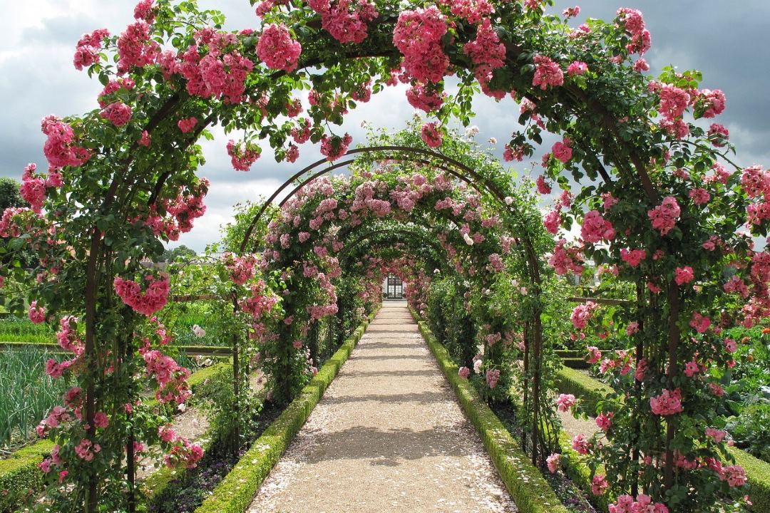 formal rose garden