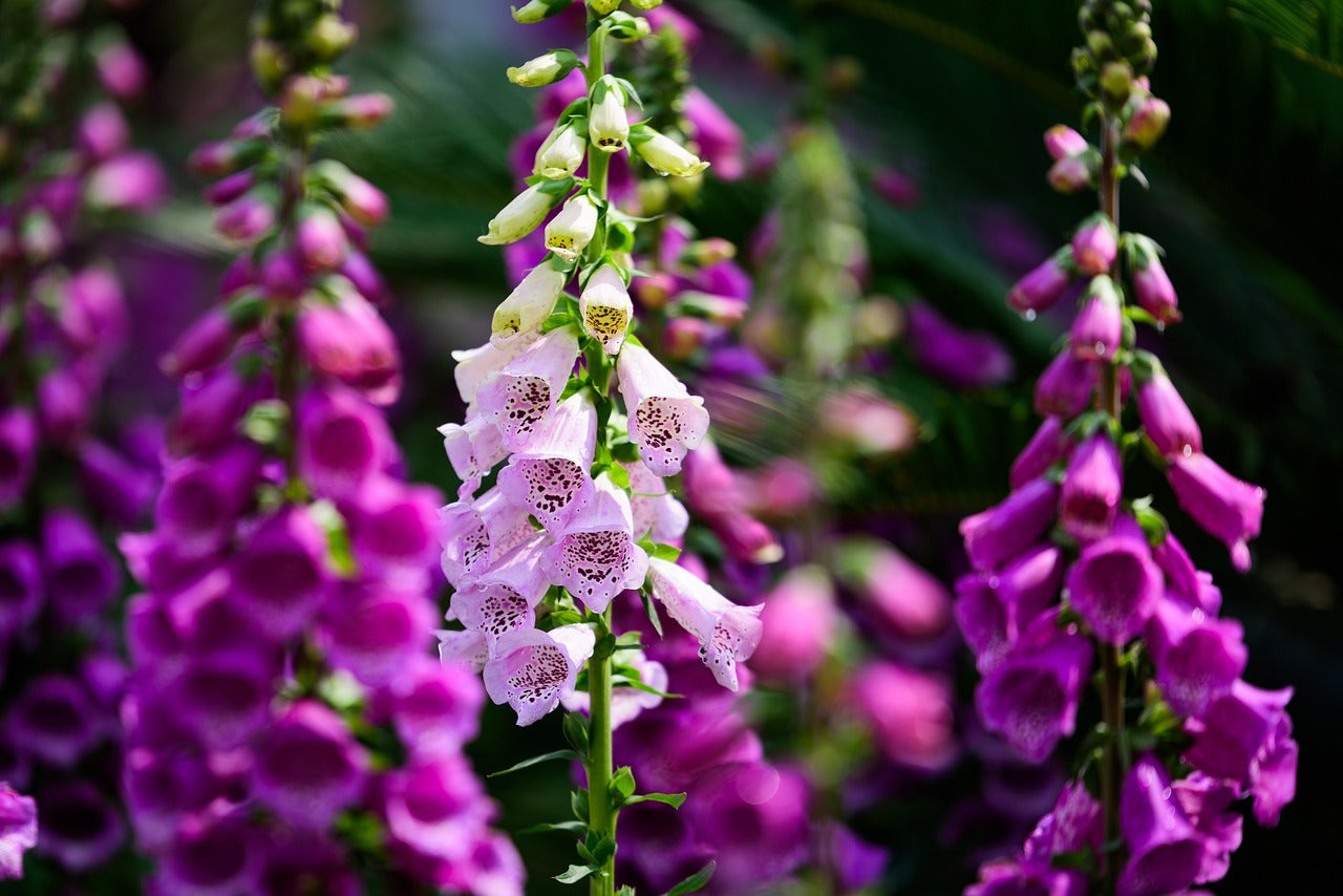 foxgloves