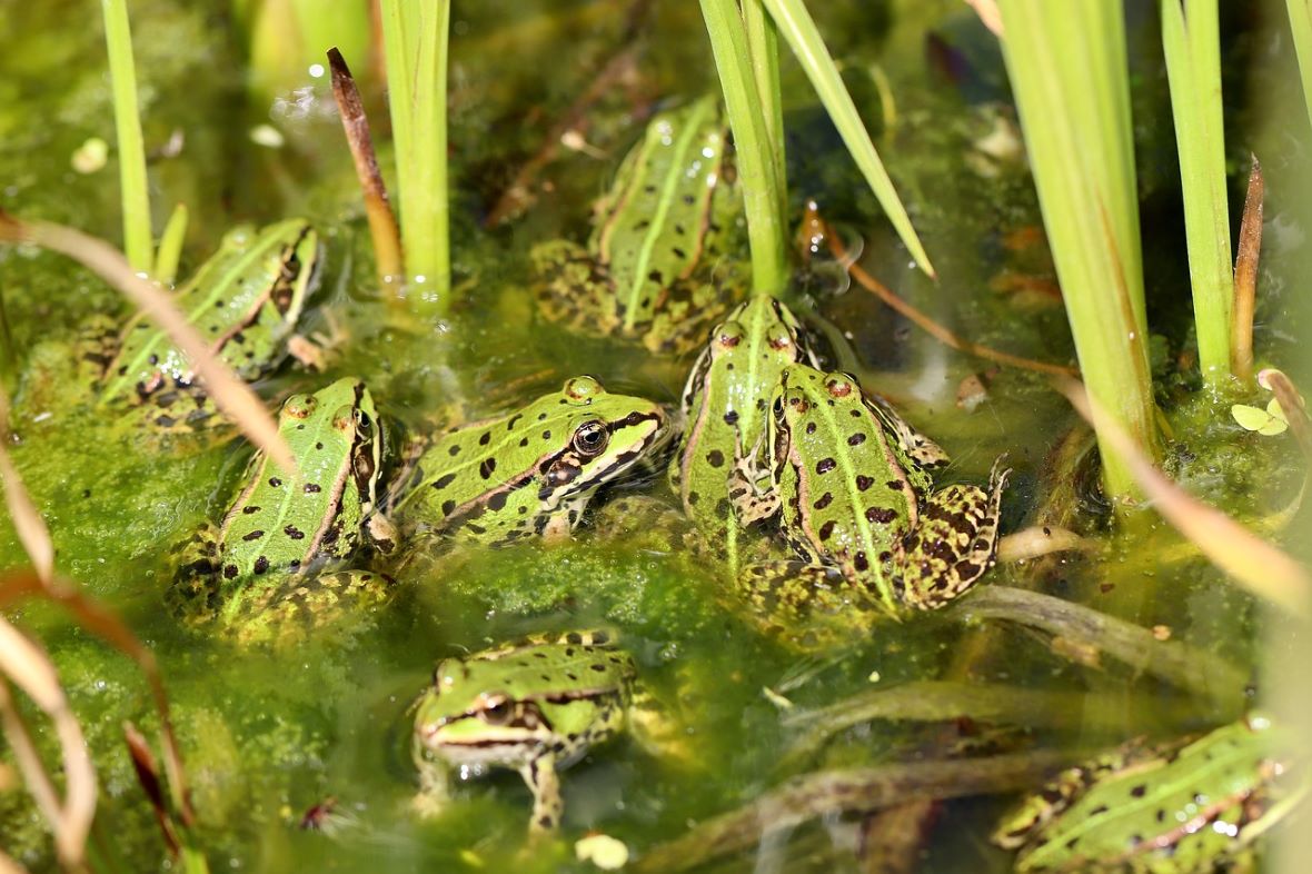 frogs in pond