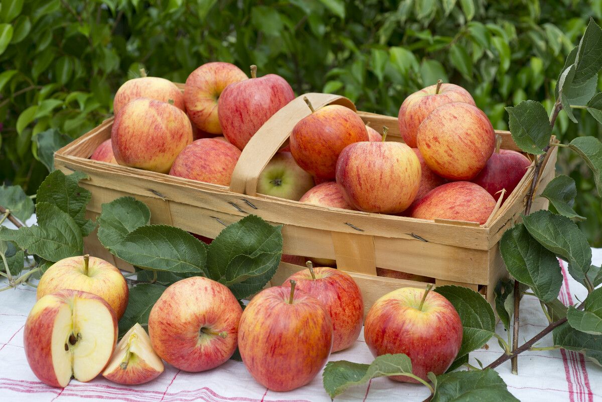 basket of apples