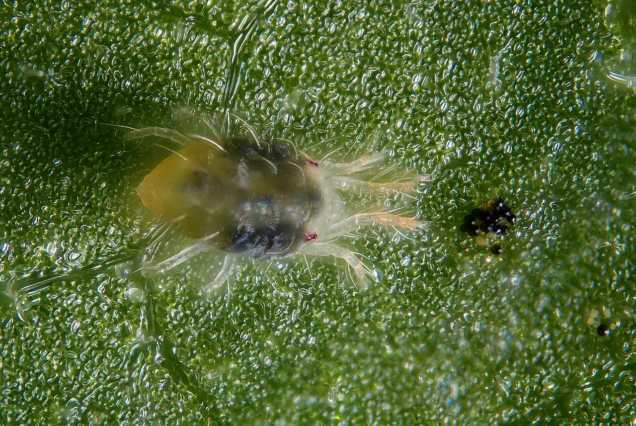 glasshouse red spider mite