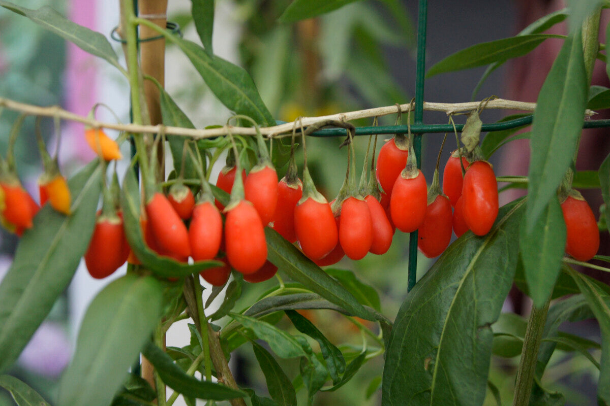 goji berries