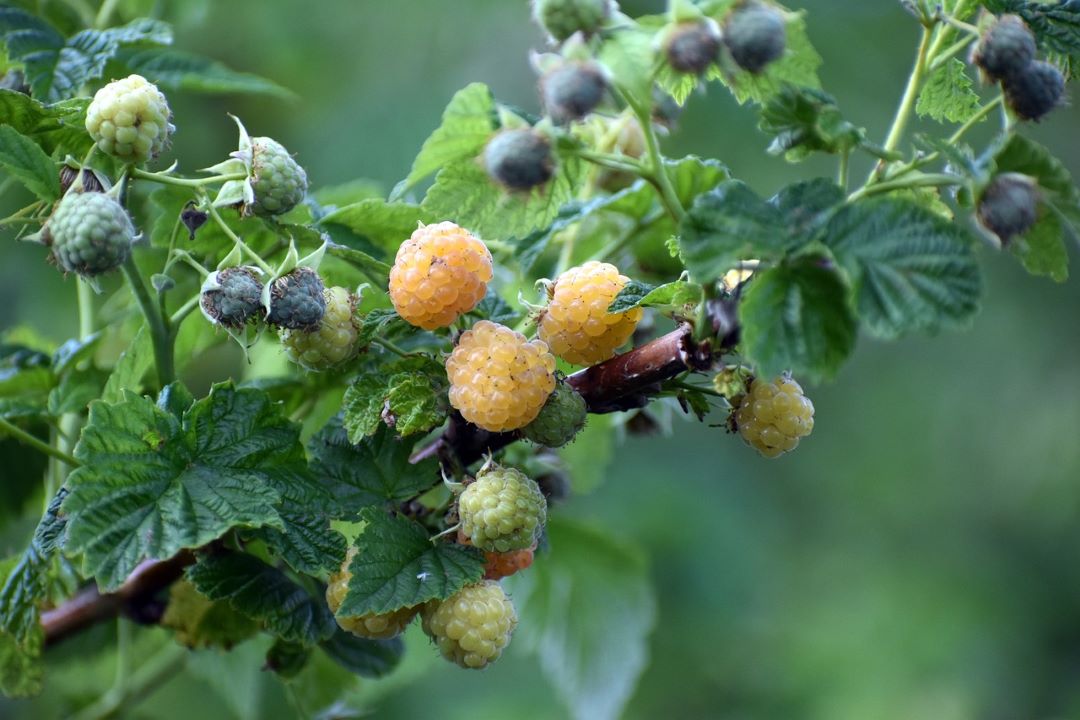 gold raspberries