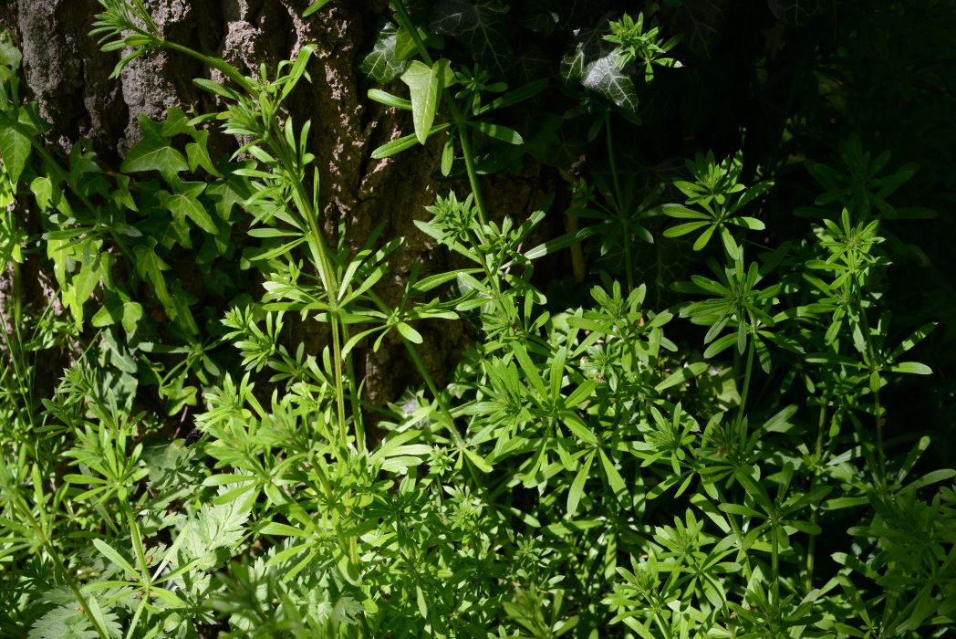 goosegrass