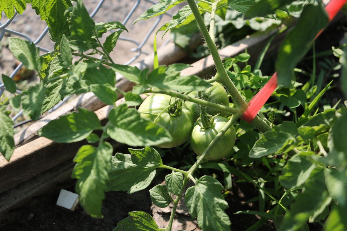 grafted tomato plant