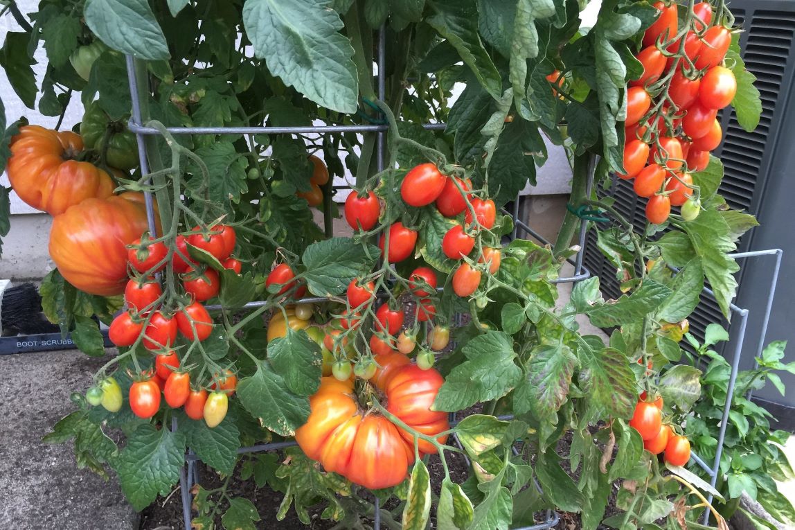 grafted tomatoes