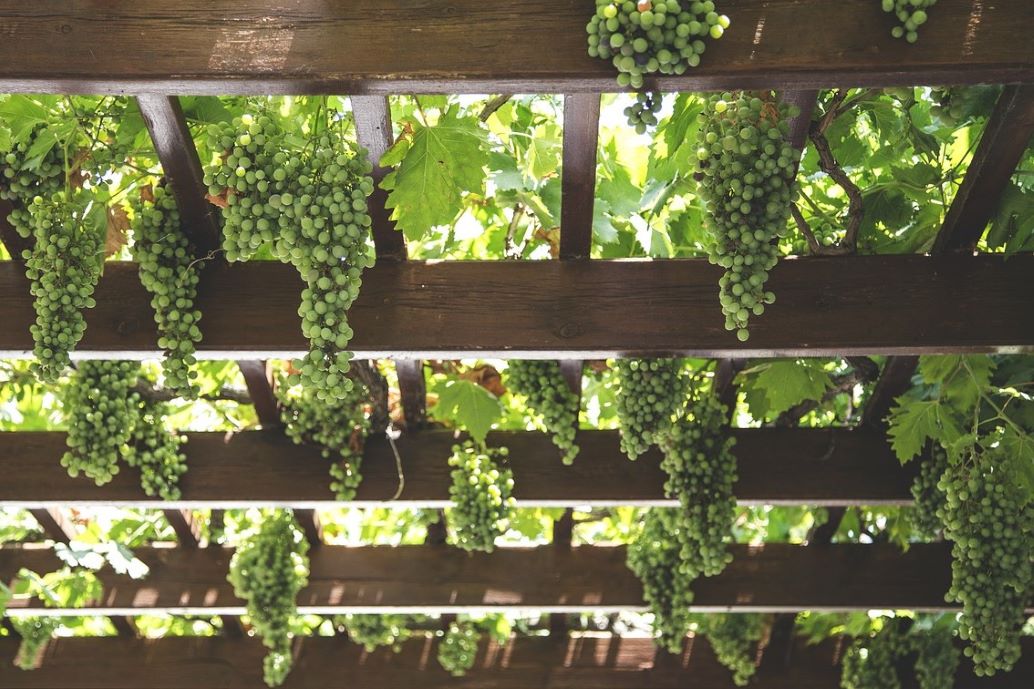 grapevine on pergola