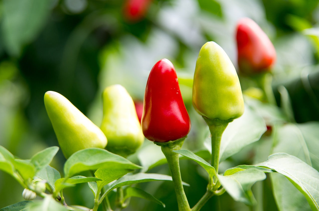 green and red chillies