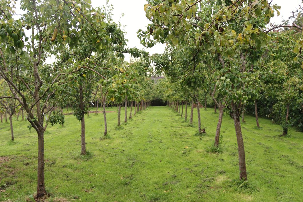 growe orchard