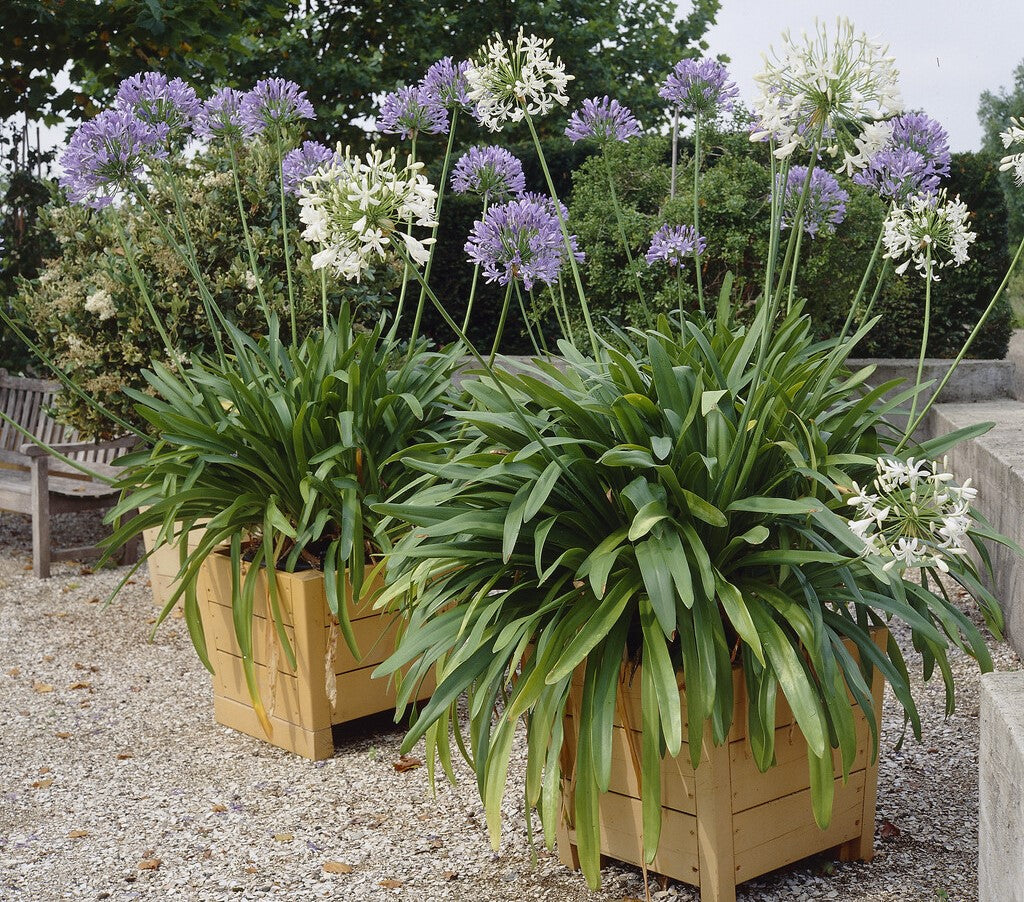 growing agapanthus in pots