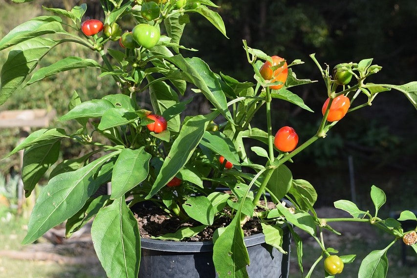 growing peppers in pots