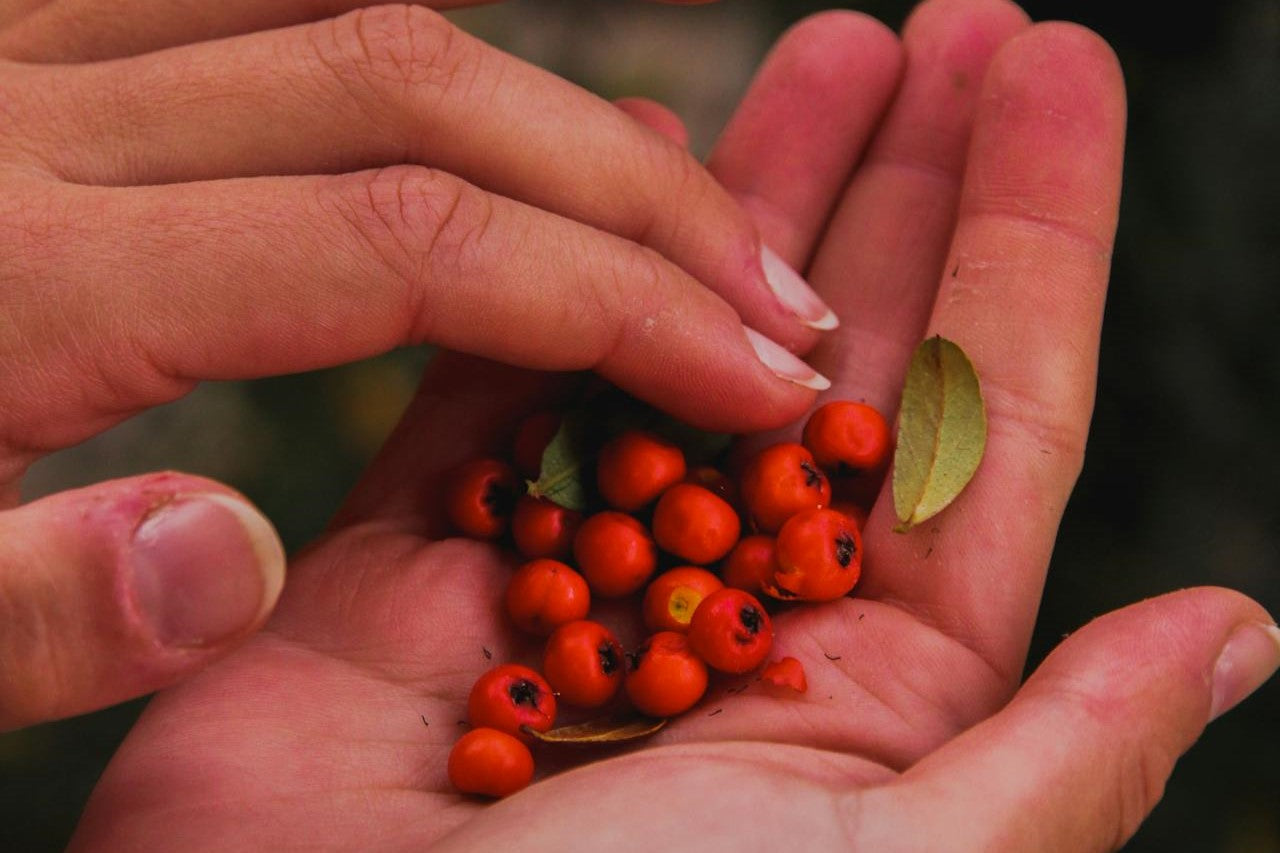 handful of rowan berries