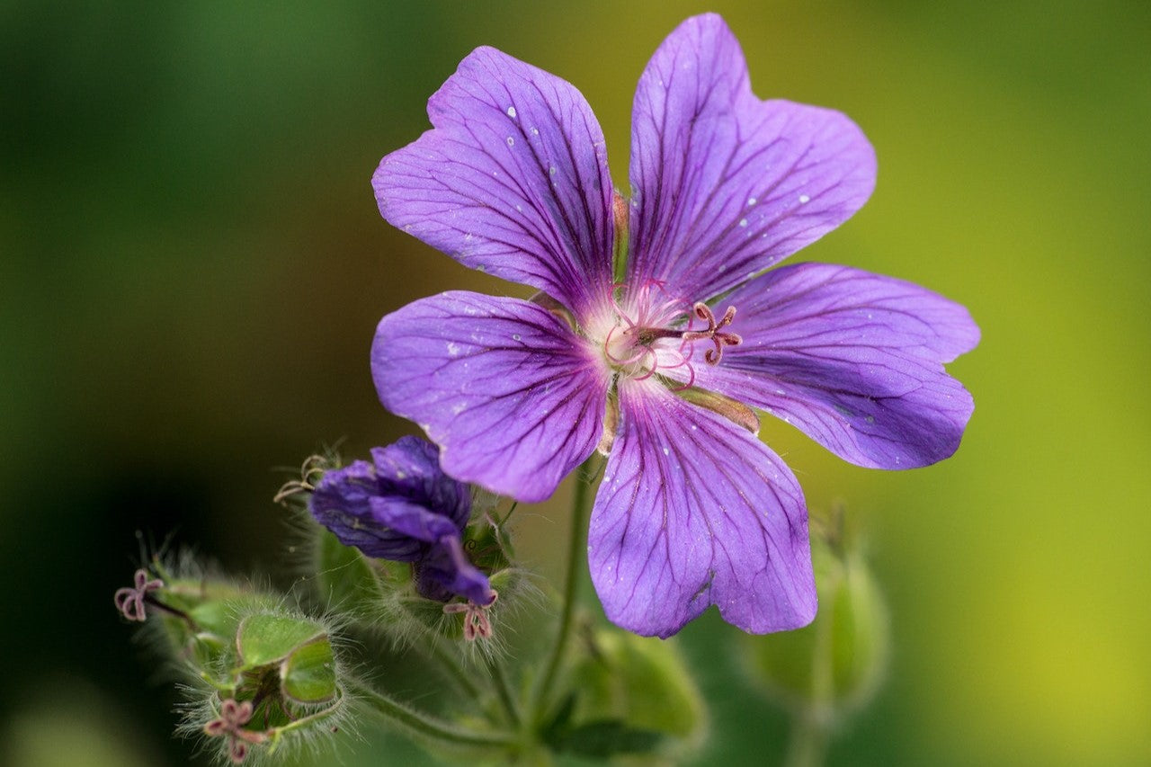 hardy geranium