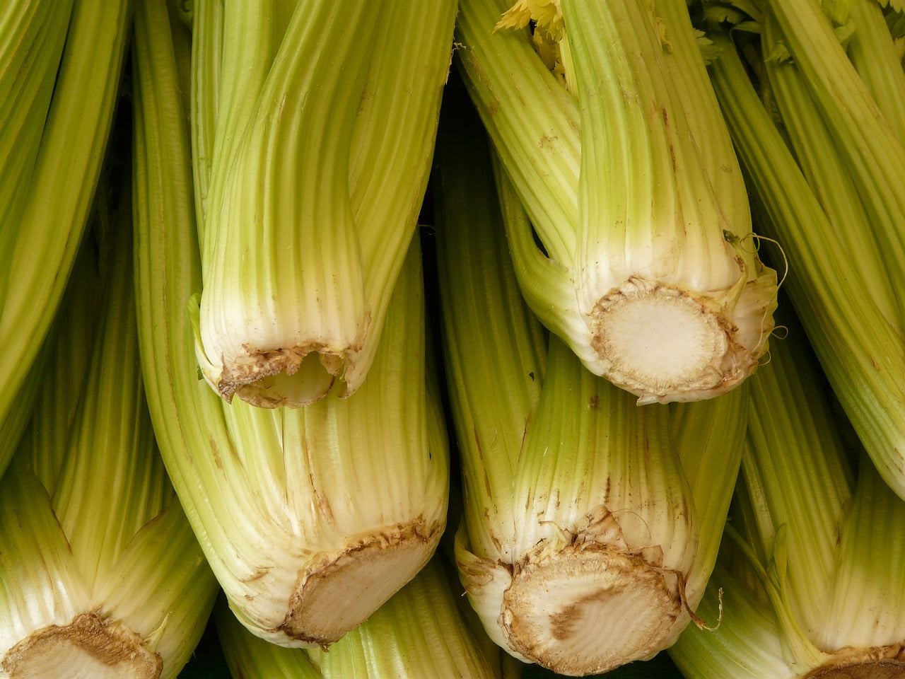how to grow celery