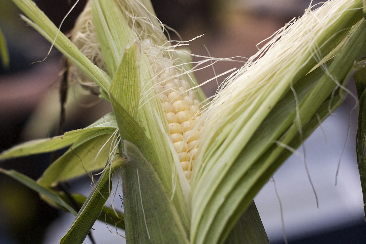 how to grow sweetcorn