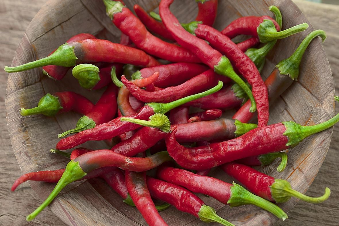 harvesting chillies