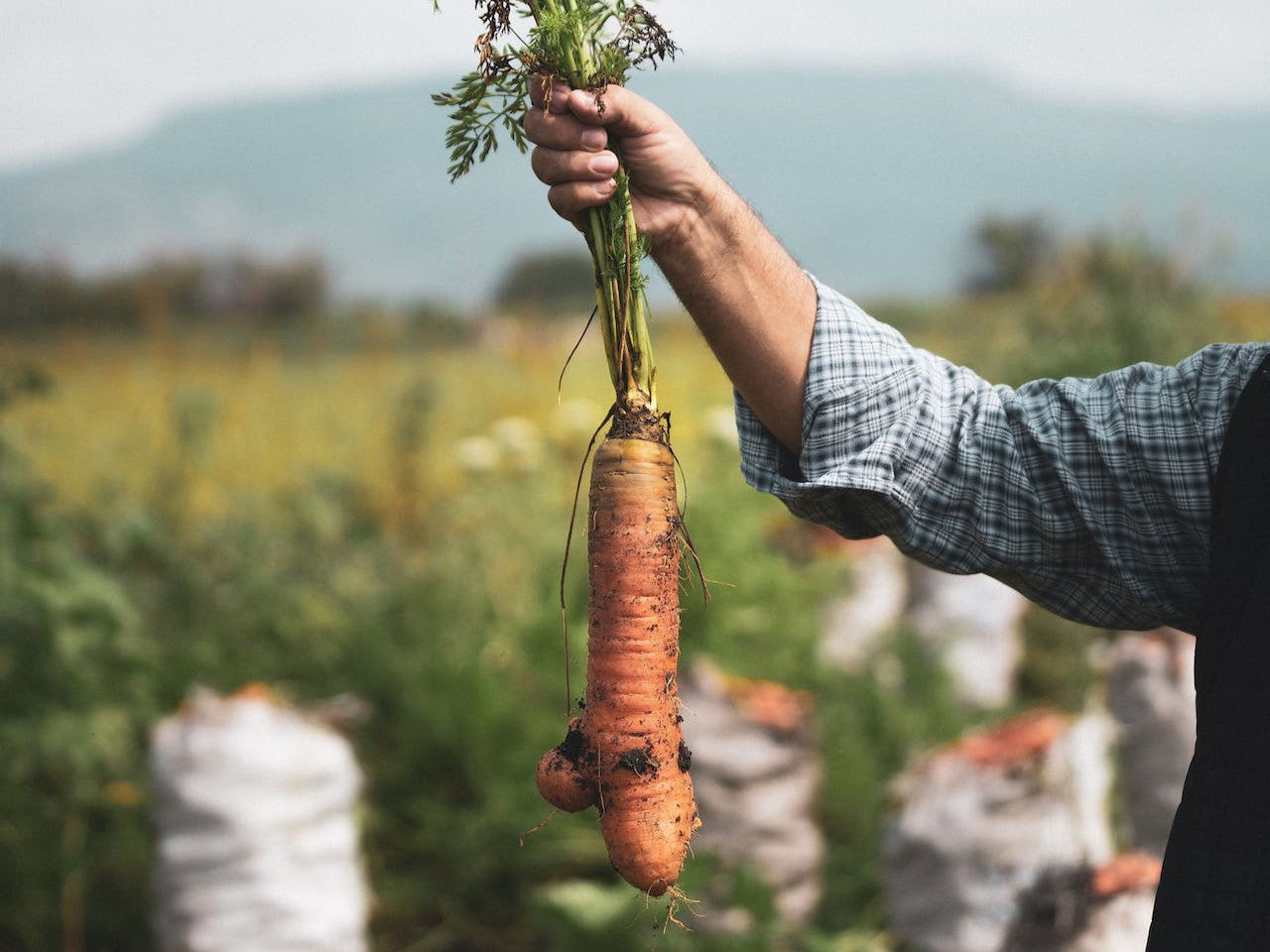 harvesting a carrot