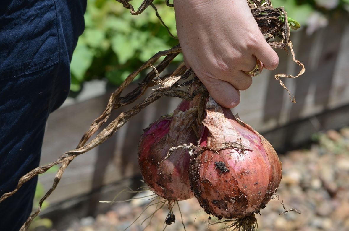 harvesting onions