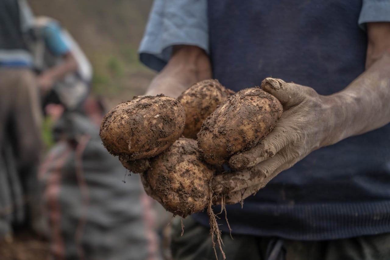 harvesting potatoes