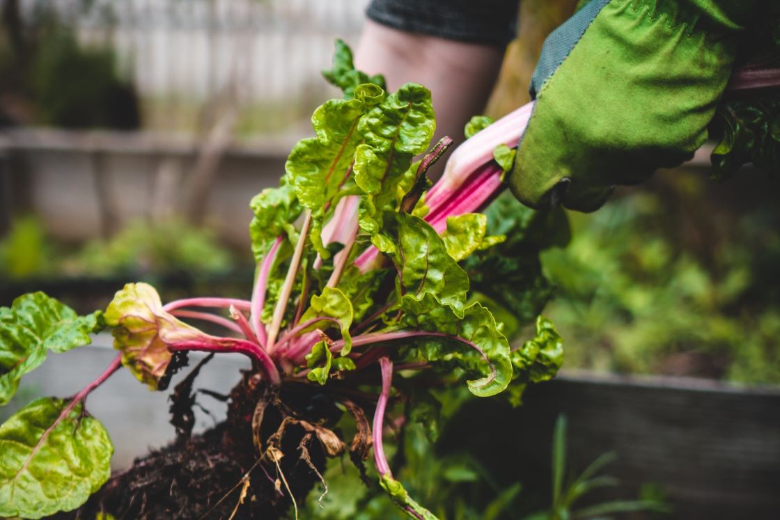 harvesting rhubarb