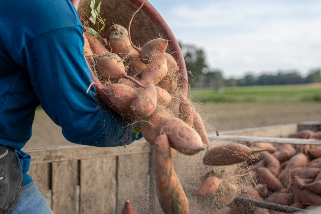 harvesting sweet potatoes