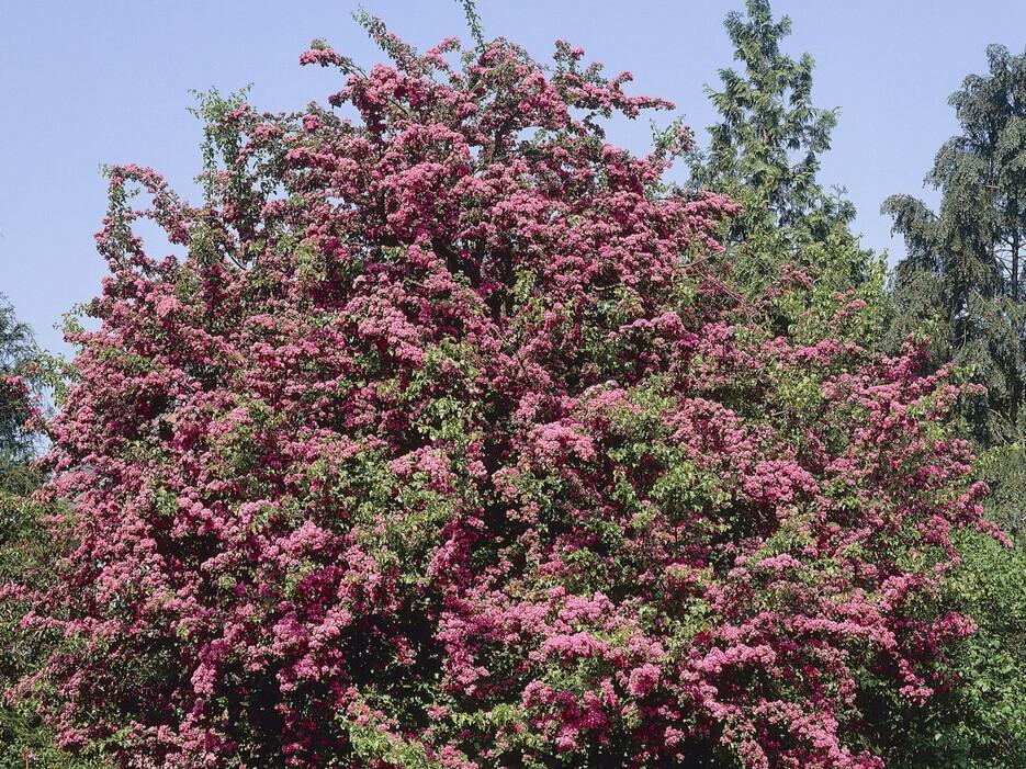 hawthorn blossom