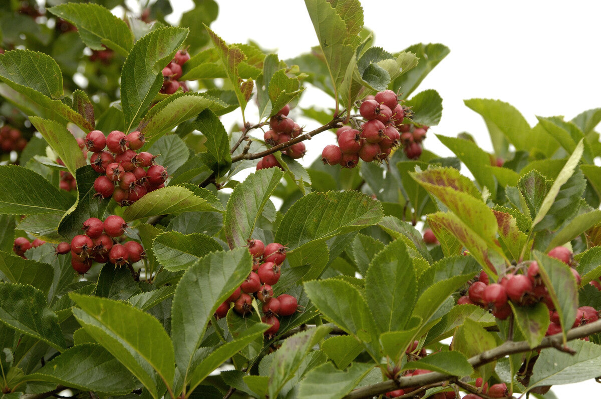 hawthorn hedge