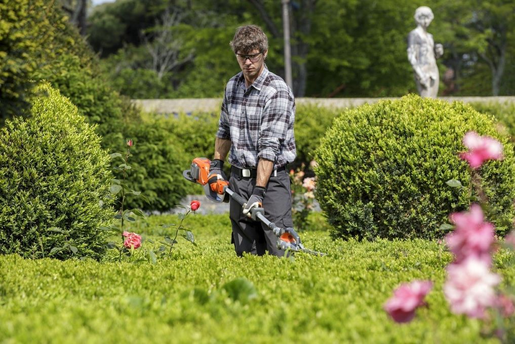 hedge trimming