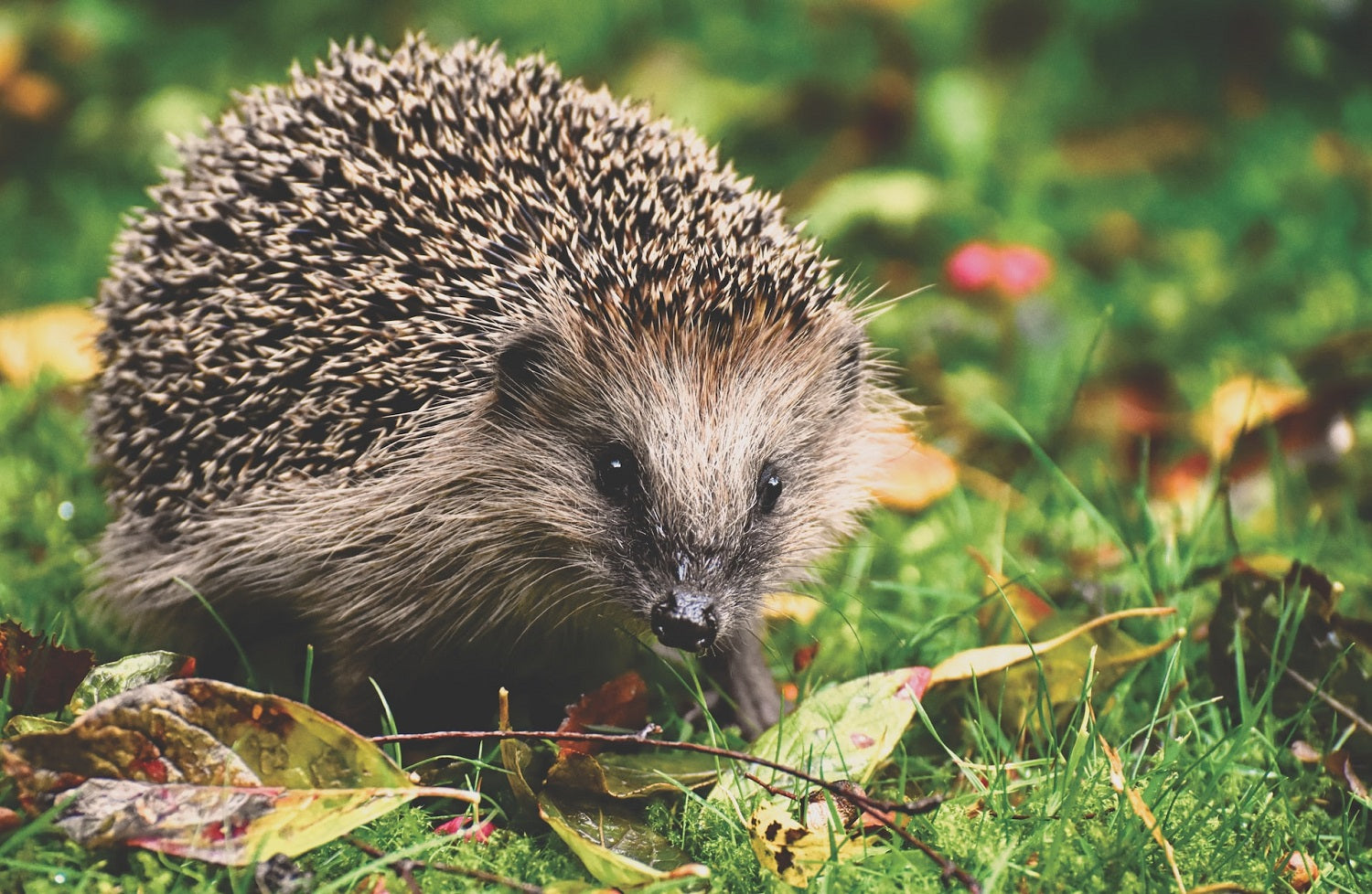 hedgehog