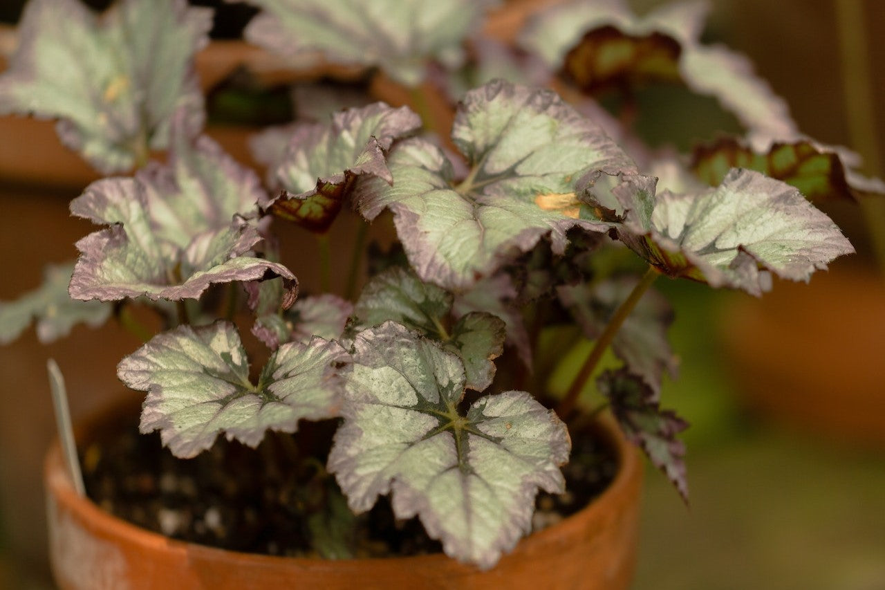 heuchera