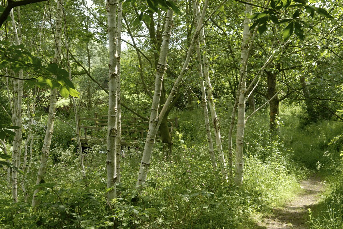 himalayan birch grove