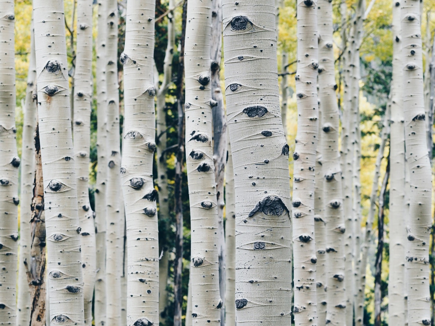 himalayan birch tree