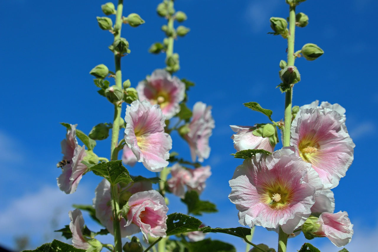 hollyhocks