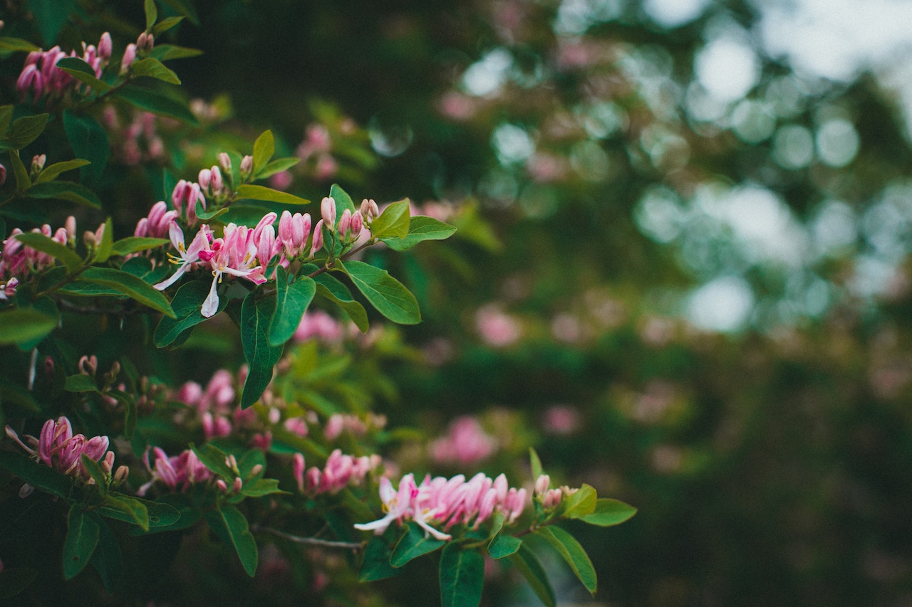 honeysuckle