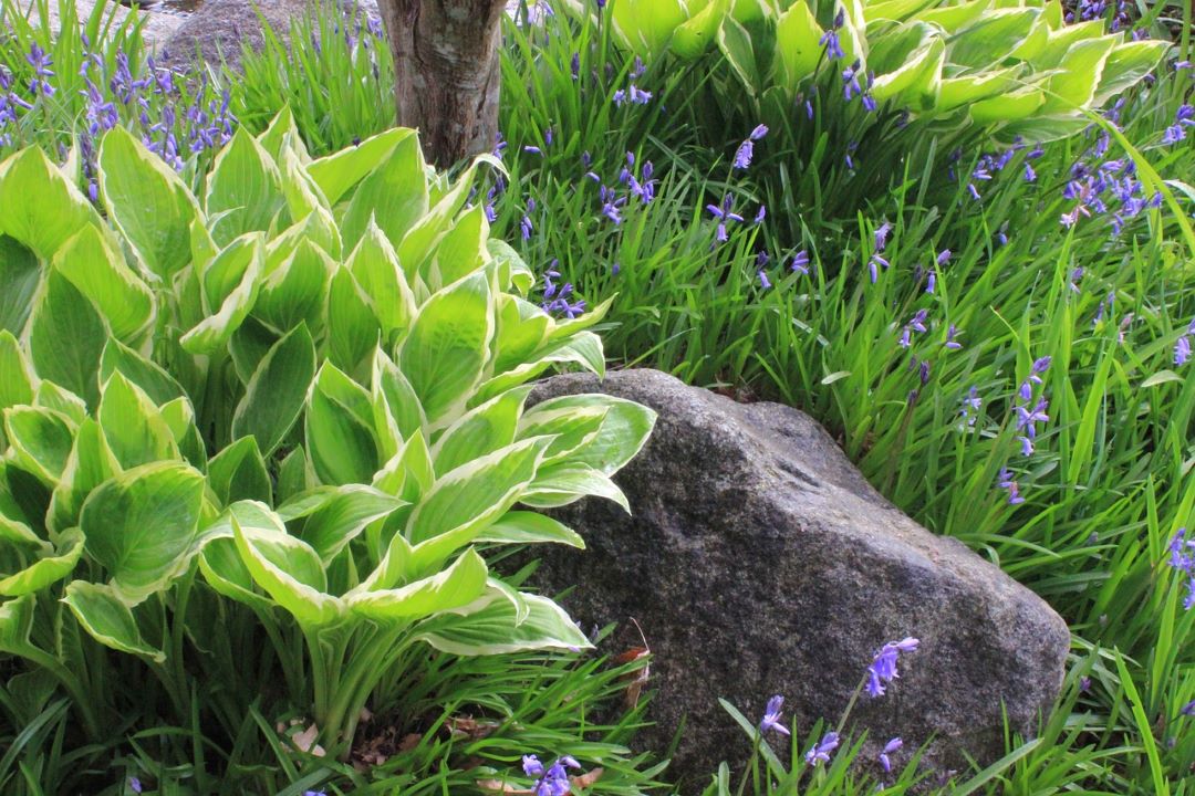 shady plants