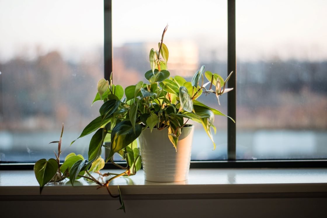 houseplant on window ledge