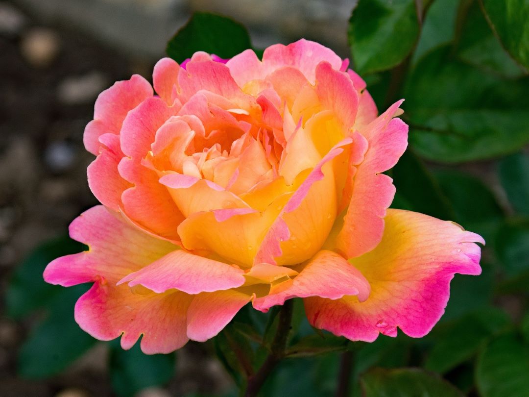 hybrid tea rose