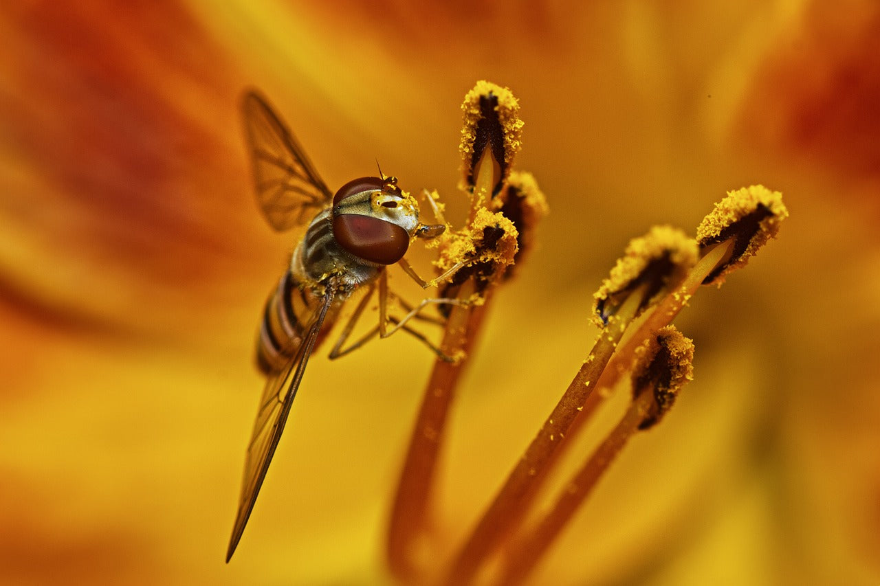 insect on stamen