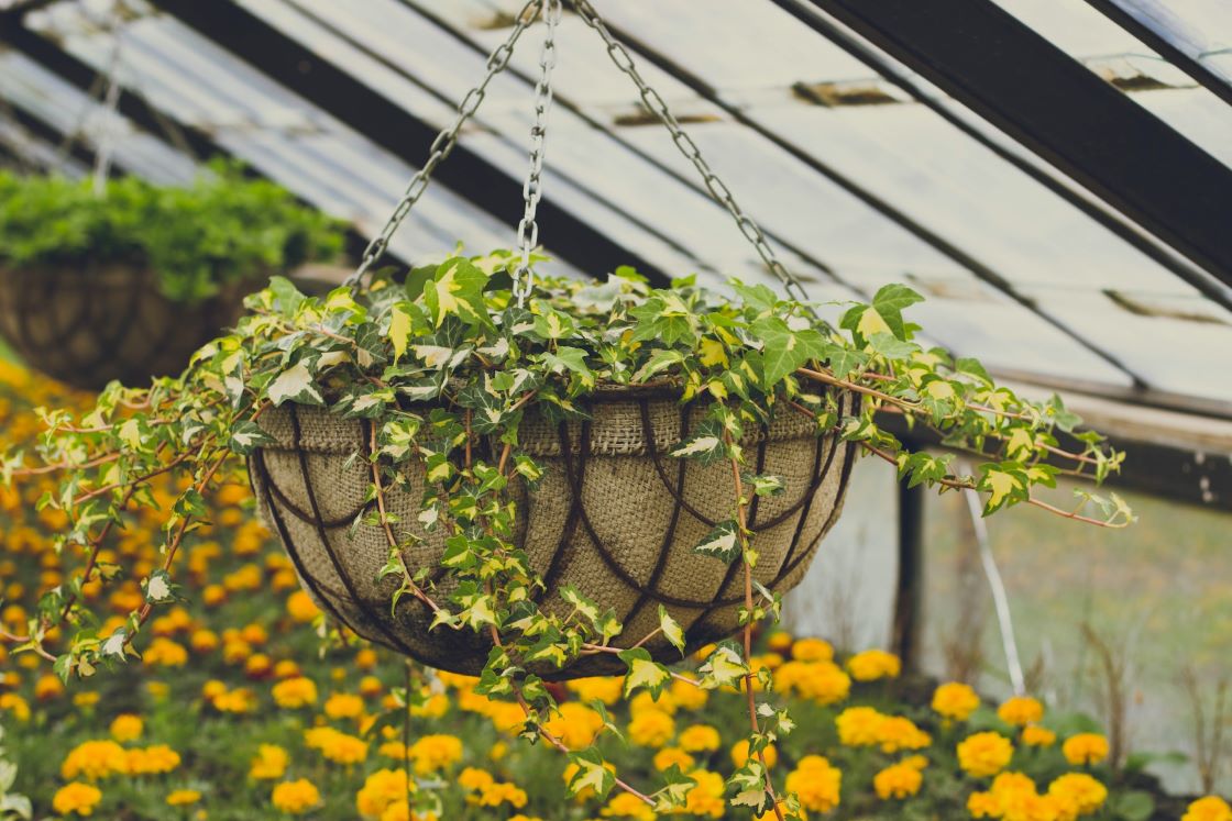 ivy hanging basket